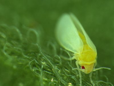 A tiny, aphid-like whitefly sitting on a leaf. 