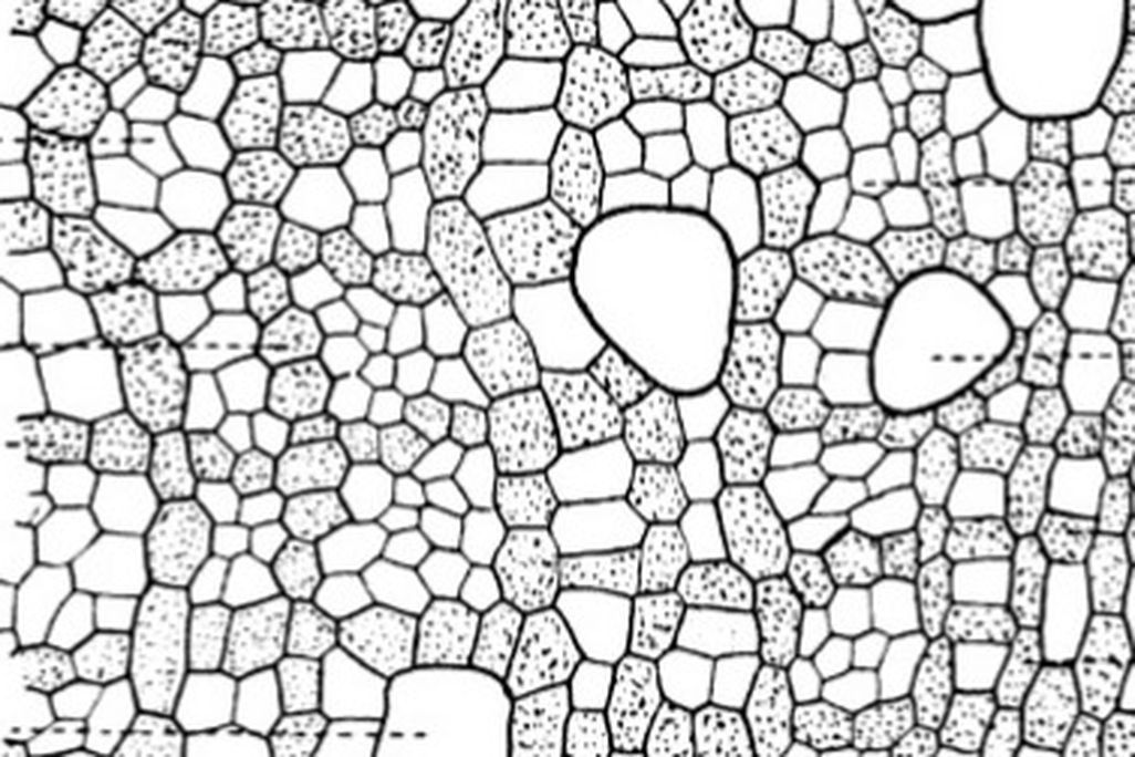 The microstructure of Smets' "dinosaur" revealed the fossils to be petrified wood.