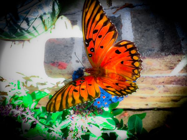 A butterfly rests on flowers. thumbnail