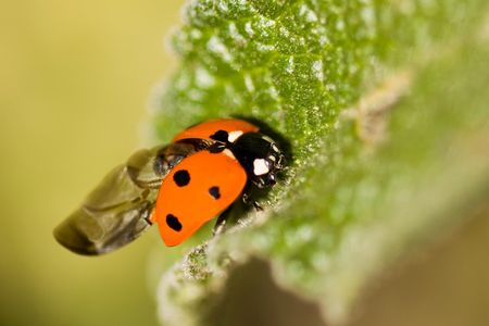 The tiny creatures can adeptly fold their large wings, tucking them under their spotted forewing.