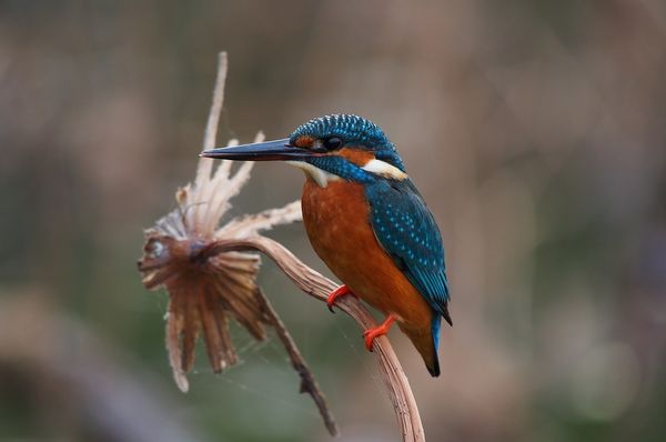 A cute Kingfisher thumbnail