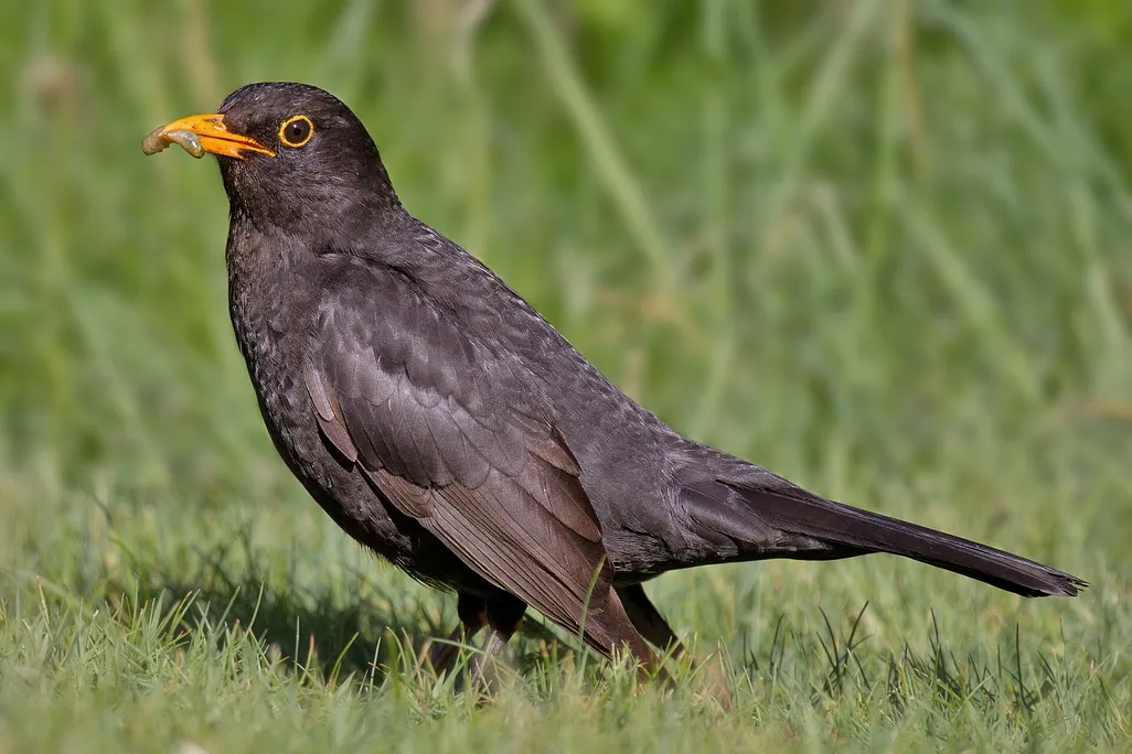 blackbird on the grass with a worm in its beak