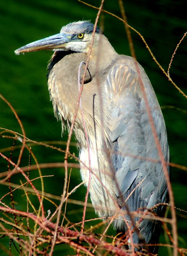 Great Blue Heron in the Brush thumbnail