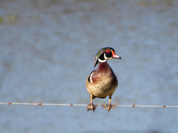 Wood Duck sitting on a barbed wire fence. thumbnail