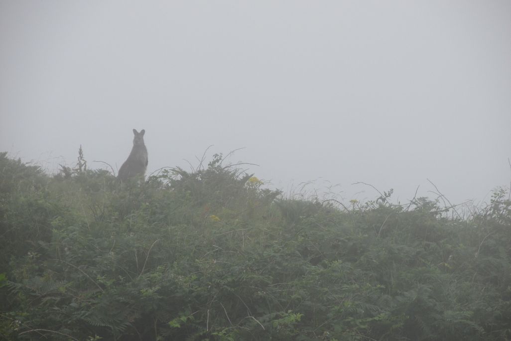 Wallaby