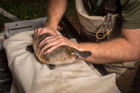 A researcher holds a platypus for a Melbourne Water study conducted in 2017.