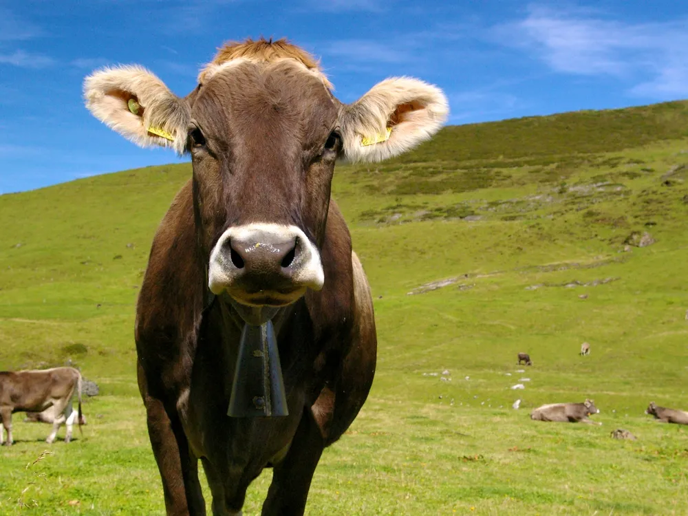 Herders have used cowbells