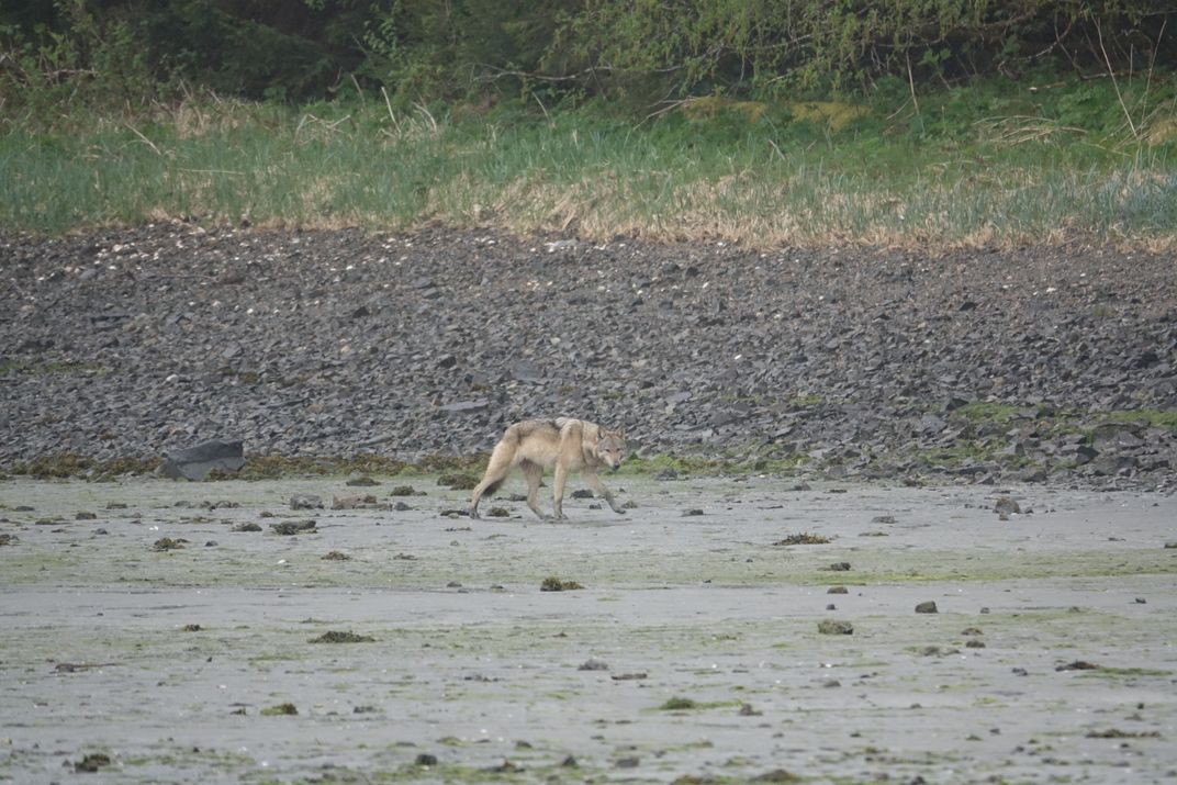 a gray wolf