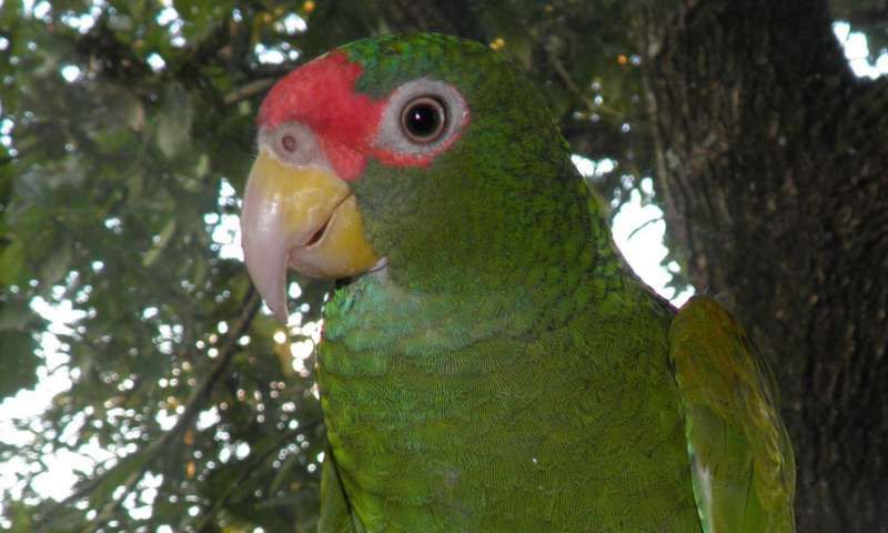 blue-winged amazon.jpg