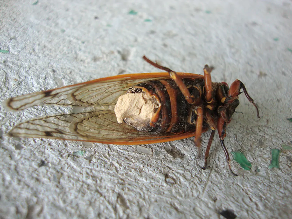 Cicada With Massospora