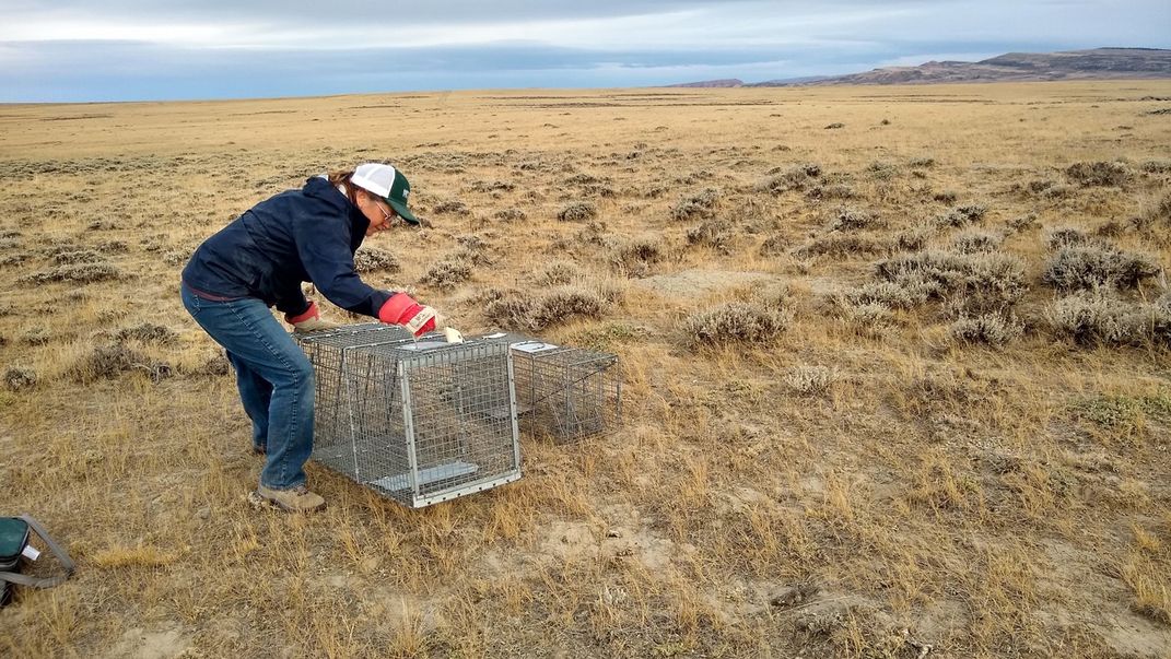 Chamois Andersen, Senior Representative, Rockies and Plains Program, sets up a live box trap in Shirley Basin, a grassland in Wyoming.