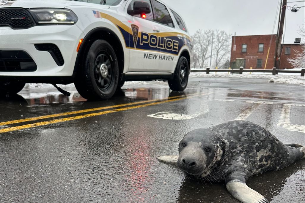 baby seal in front of police car
