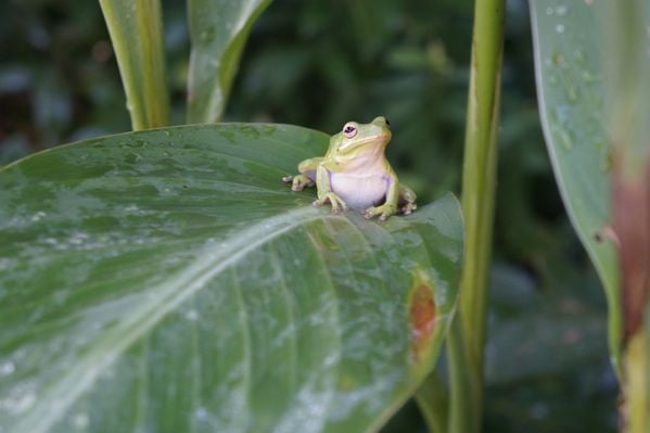 Tree Frog on Dewy Canna thumbnail