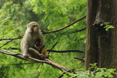 A rhesus macaque. Not one with ebola