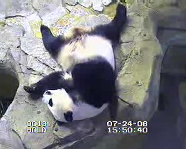 mei-xiang011.jpg