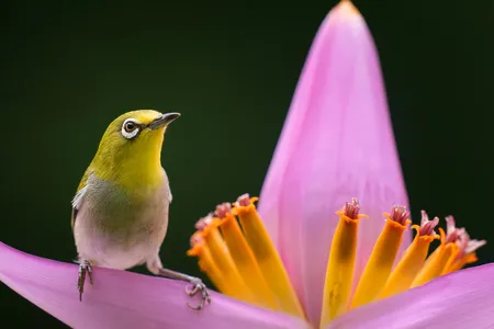 With a white frame around its eye and green feathers, this Swinhoe&rsquo;s white-eye is easily camouflaged when flying from flower to flower.