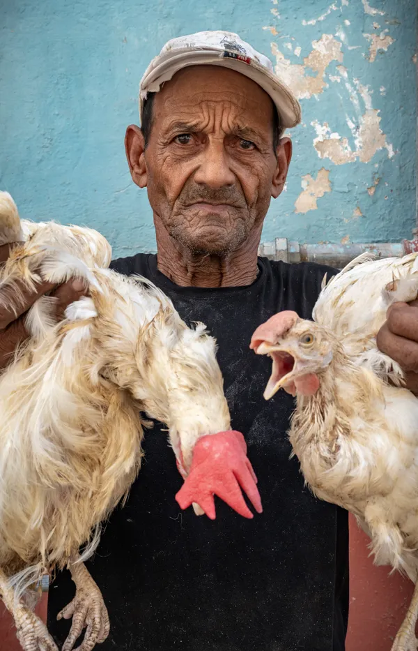 The Chicken Keeper thumbnail