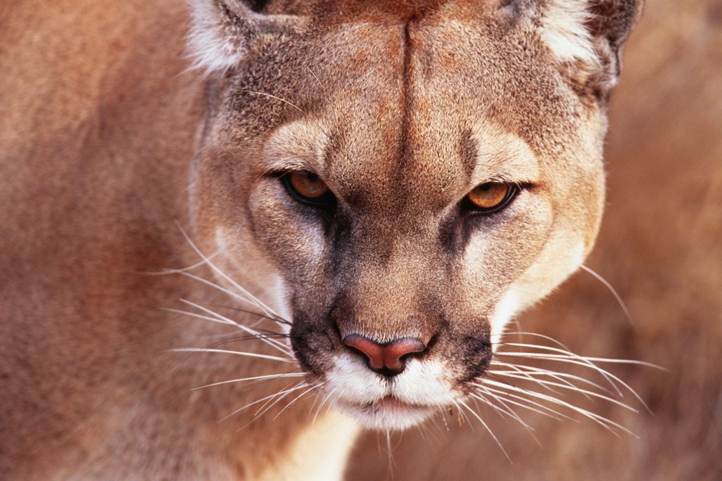 cougar