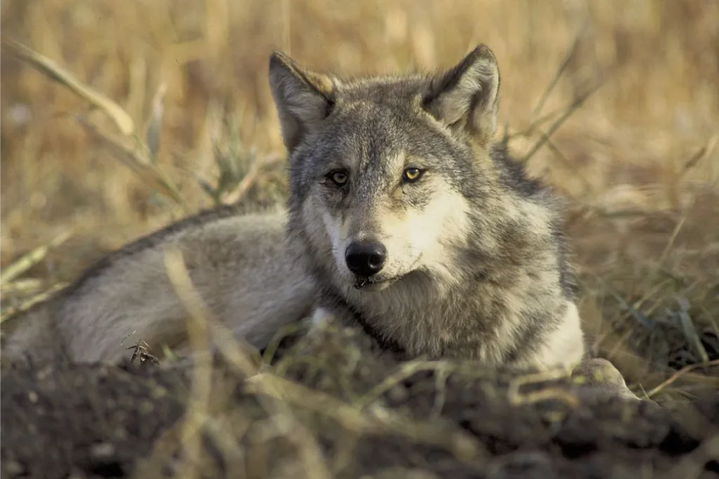 Gray wolf lounging in a field