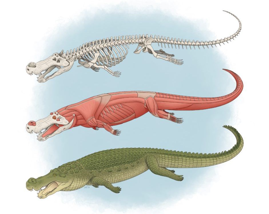 30-Foot 'Terror Crocodile' Ambushed Dinosaurs at Water's Edge, Smart News