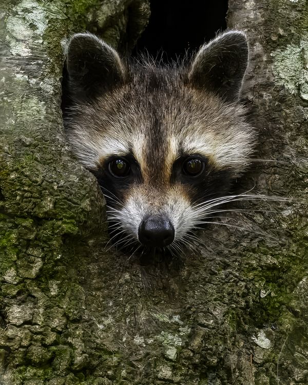 Raccoon Portrait thumbnail