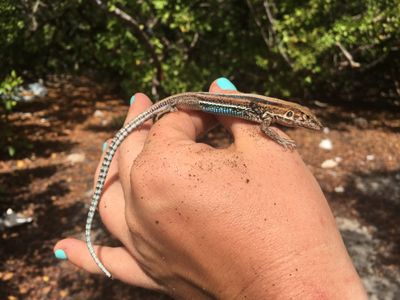 St. Croix ground lizards are one of the world's rarest lizards. (Nicole Angeli, Smithsonian)