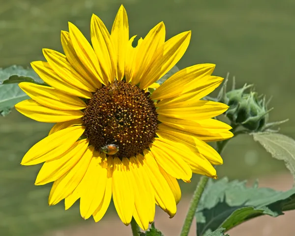 Rocky Mountain National Park Sunflower Lady Bug thumbnail