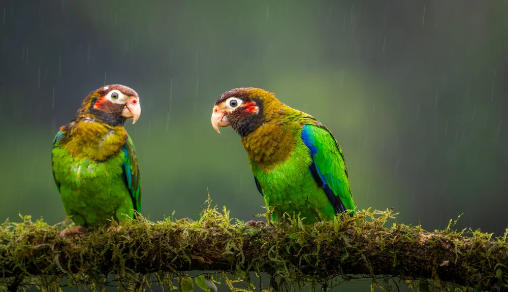 Two vibrant parrots perch on a mossy branch in the Costa Rican rain, their green feathers glowing against the soft, misty backdrop as they huddle close, sharing a quiet moment in the rainforest.