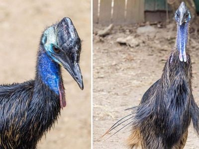 Southern cassowary brothers Irwin (left) and Dundee (right).