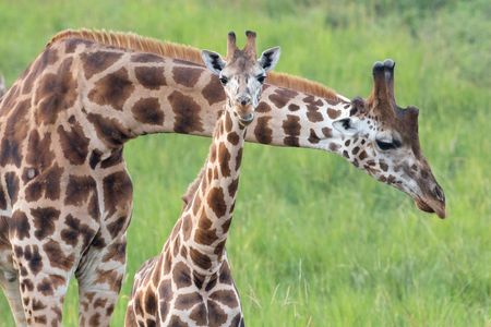 Rothschild’s giraffes typically have five nubby horns, or ossicones, instead of the usual two.