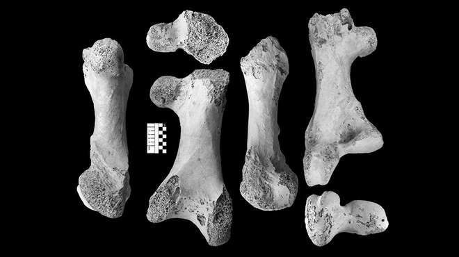 Vorombe-titan-bones-(c)-ZSL.jpg