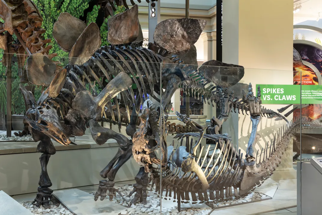 An exhibit display of two dinorsaur skeletons fighting.