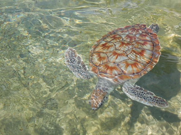 Sea Turtle thumbnail