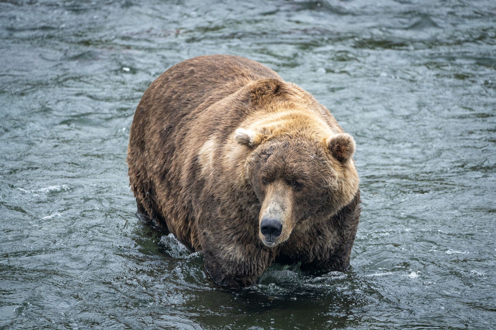 How the Bears at Alaska's Katmai National Park Became Celebrities