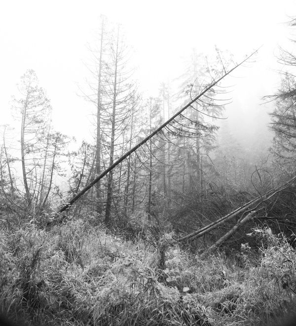 Fallen Trees in the Fog thumbnail