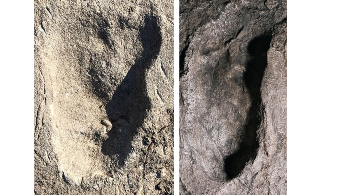 Two side-by-side photos of the ancient footprints, which look like bulges in the rock. The left photo belongs to the possibly new hominid and looks wider than A. afarensis on the right.