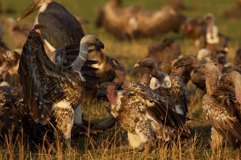 vultures