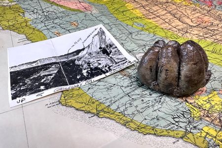A large, brown tooth sits on top of a colorful map of the California coast