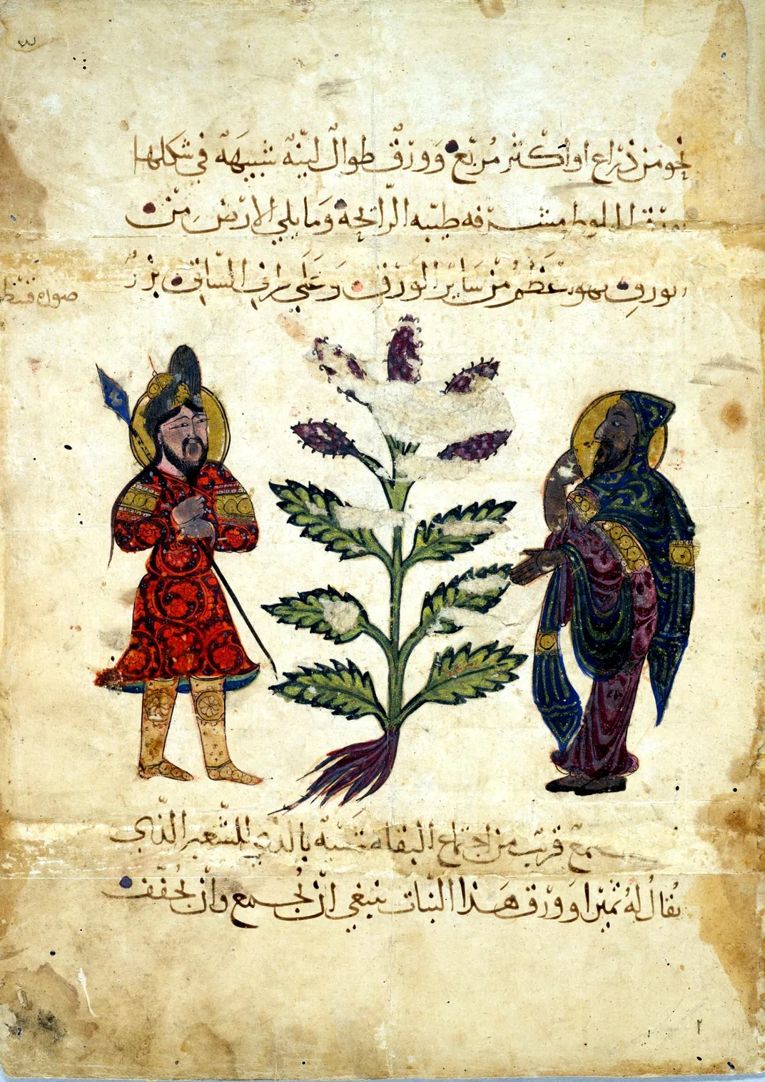 Betony in a 13th-century Arabic pharmacopoeia of medicinal plants