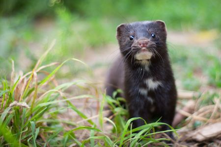 The American mink, native to North America, is a semiaquatic mustelid that is often farmed for its fur.