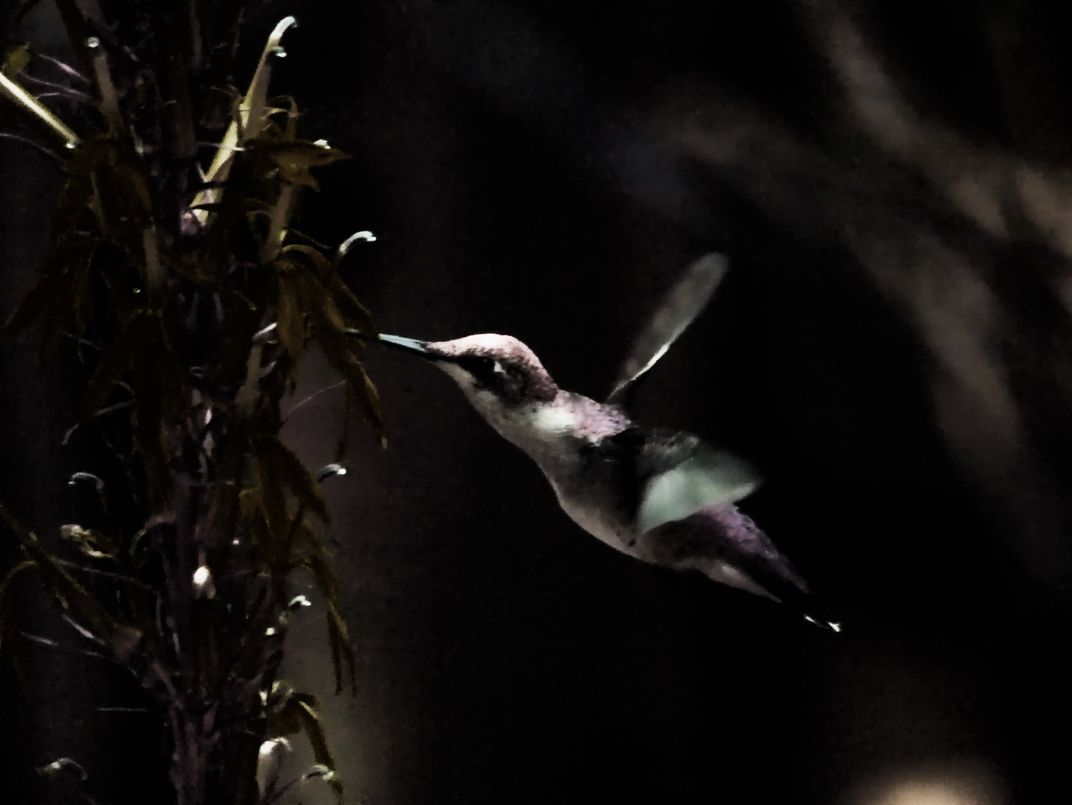 Hummingbird - filtered effects | Smithsonian Photo Contest ...