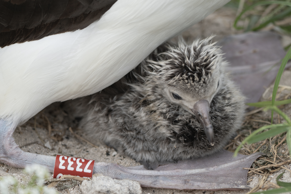 a downy albatross chick sits beneath a mother bird, of which only part of the body and leg—which has a band reading Z333—are visible