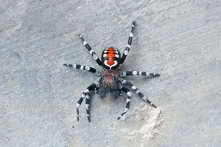 A newly discovered species of velvet spider with bold red and white coloration was named after actor Joaquin Phoenix who portrayed the comic book villain the Joker in the 2019 film of the same name. Researchers thought the spider's pattern resembled the Jokers face paint.