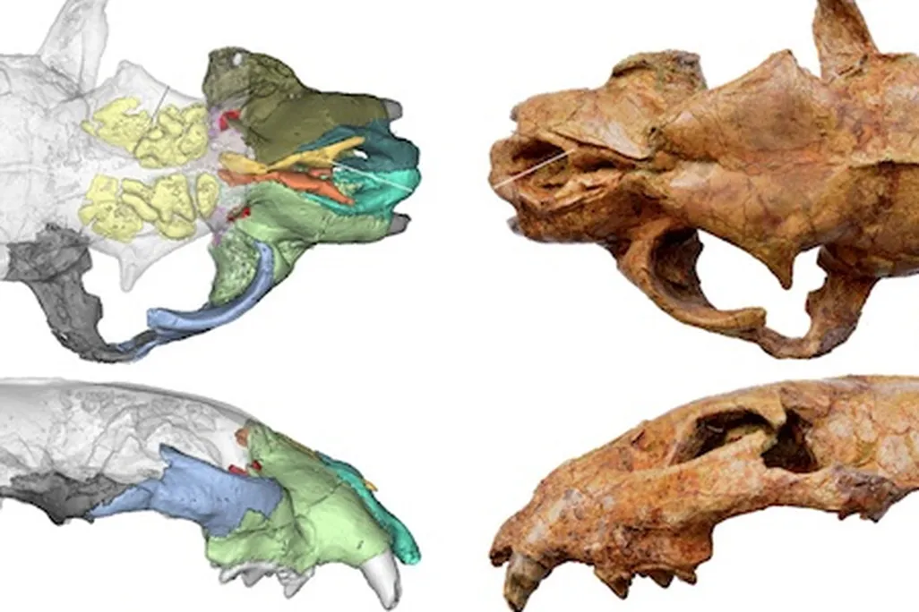 biggest cat skull