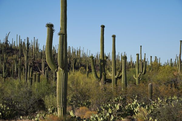 Roadtrip through Arizona's "Green Desert" thumbnail