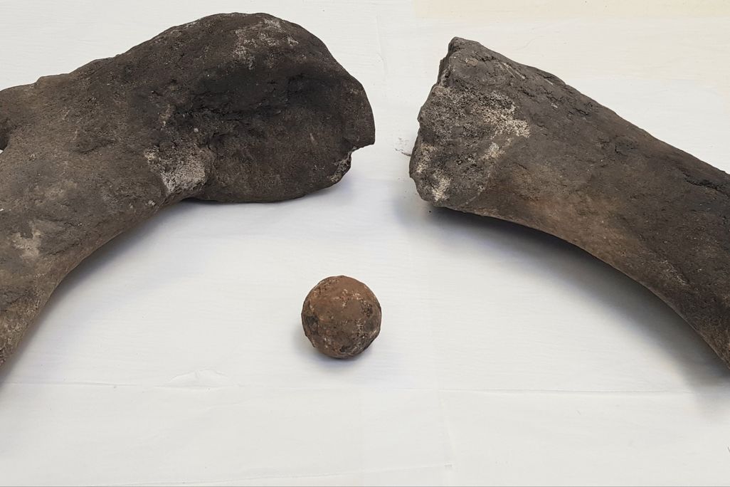 whale bones and cannonball
