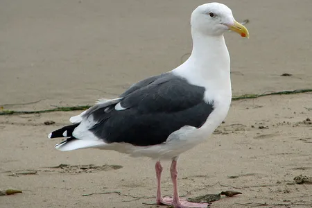 A western gull like this one surprised researchers by riding on an 18-wheeler to an outdoor composting facility in California.