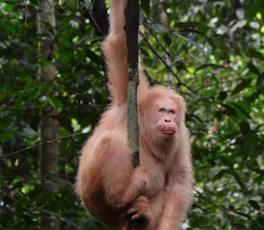 albino orangutan