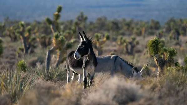 Lost in the Joshua Tree's thumbnail