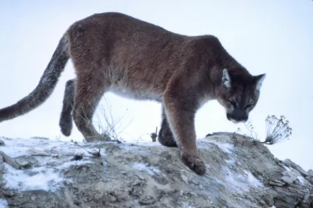 Mountain lion climbing down rock, Yellowstone National Park